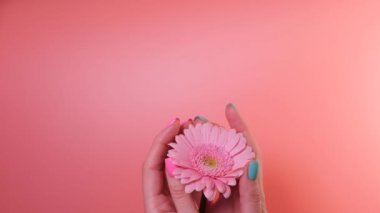 Basit iki renk jöle tırnak tasarımı. Pembe arka planda pembe Gerber çiçeğine dokunan kadın elinin yakın çekimi.