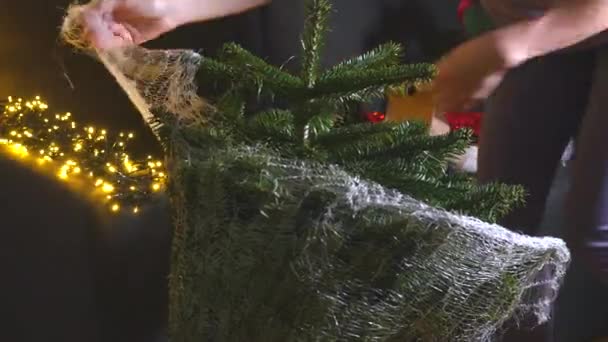 Kicsomagolás Igazi Karácsonyfa Pot Vásárolt Karácsonyra Áll Közepén Díszített Szoba — Stock videók