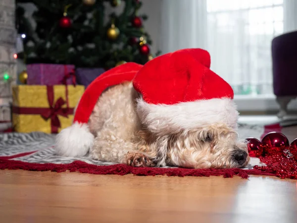 Cute Little Dog Kapeluszem Bożego Narodzenia Podłodze Czeka Boże Narodzenie — Zdjęcie stockowe