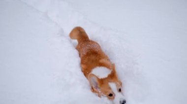 Portrait of adorable welsh corgi pembroke puppy walking in snowy winter forest