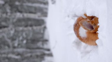 Portrait of adorable welsh corgi pembroke puppy playing in snowy winter forest. Vertical video