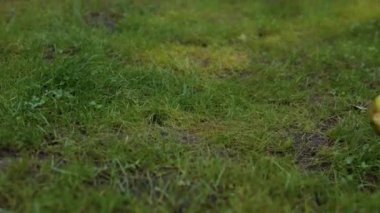 Portrait of adorable dog Jack Russell terrier puppy running after green apple outdoors, slow motion. Domestic animal playing in the garden