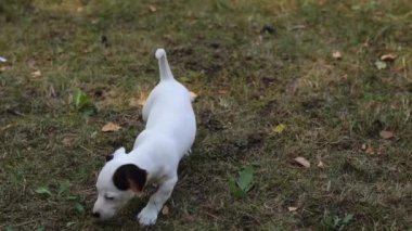 Portrait of adorable dog Jack Russell terrier puppy walking outdoors on the grass. Cute unusual color puppy dog