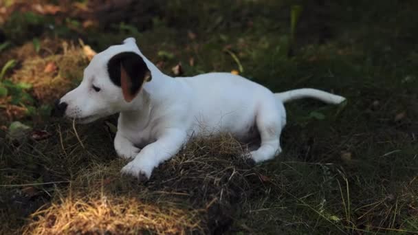 Portrait Adorable Dog Jack Russell Terrier Puppy Playing Grass Cute — Stock video