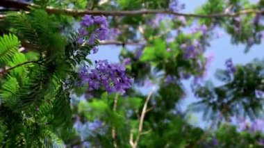 close-up of blooming purple Jacaranda tree branch, blowing in the wind on a sunny day