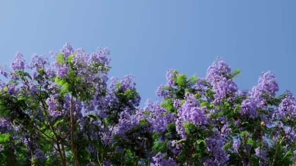 Low Angle View Blooming Purple Jacaranda Trees Blue Sky Background — Stock videók