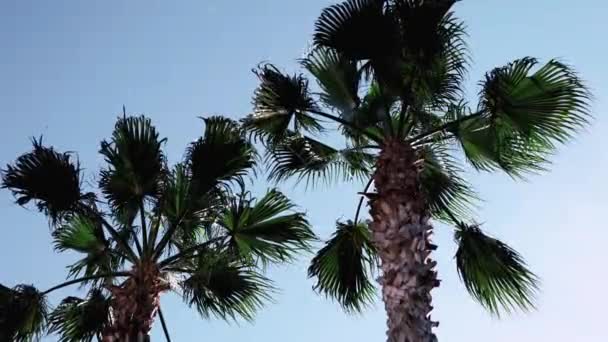 Turkey Palm Trees Blue Sky Background Sunny Day Low Angle — Vídeo de Stock