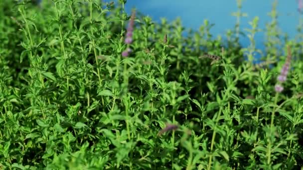 Flowering Bush Peppermint Growing Garden — Video Stock