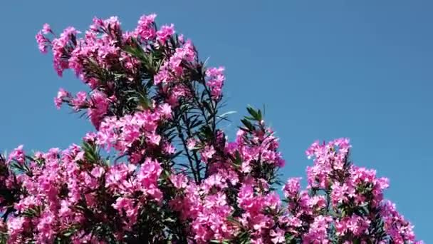 Рожеві Квіти Олеандр Синьому Літньому Фоні Неба Сяє Вітрі — стокове відео