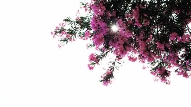 Рожеві Квіти Олеандр Фоні Блакитного Літнього Неба Погойдуються Вітрі Вертикальне — стокове відео