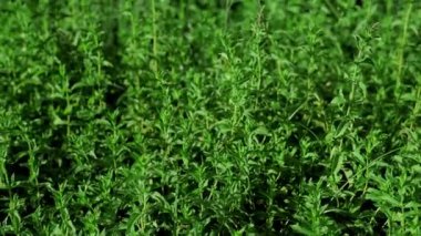 Flowering bush of peppermint growing in the garden. 