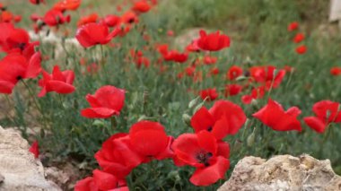 Kırmızı gelinciklerin yakın görüntüsü. Orta Türkiye