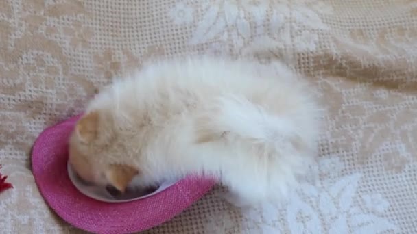 Adorable White Pomeranian Baby Spitz Playing Hat — Video