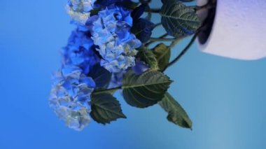 Beautiful blue hydrangea or Hortensia flower in white pot, half view. Rotating flower on blue background. Vertical video