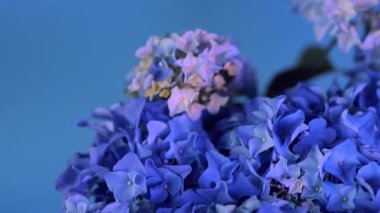 Beautiful blue hydrangea or Hortensia flower, closeup view. Rotating flower on blue background