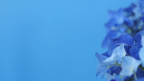 Beautiful Blue Hydrangea Hortensia Flower Closeup View Rotating Flower Blue — Vídeos de Stock