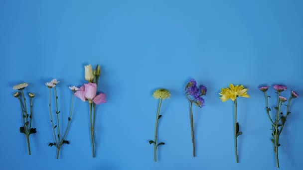 Цвіте Квіти Святкового Фону Дитяча Рука Поклала Одну Квітку Стіл — стокове відео
