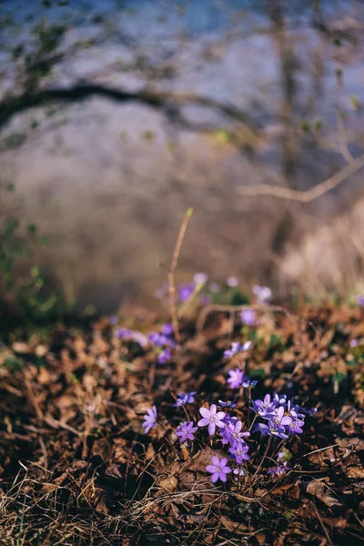 빌리스의 아름다운 꽃들의 배경은 초원에서 피어난다 아름다운 — 스톡 사진
