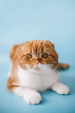 Mavi arka planda yatan sarı gözlü kızıl saçlı İskoç kedisi.. 