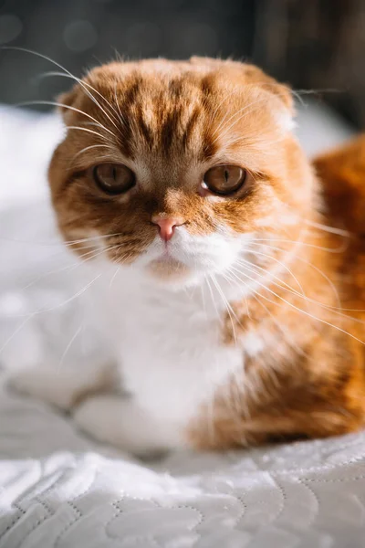 Portrét Rusovlasé Skotské Skládací Kočky Žlutýma Očima Ležící Posteli — Stock fotografie