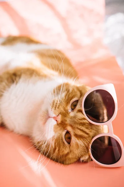 Vermelho Cabelos Escoceses Dobra Gato Com Olhos Amarelos Usando Óculos — Fotografia de Stock
