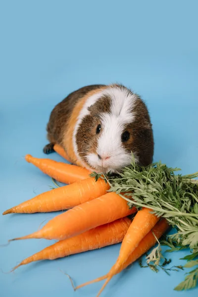 Gine domuzu ve mavi arka planda taze havuç. Stüdyoda evcil hayvanlar