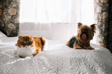 Kızıl saçlı İskoç kedisi ve Yorkshire teriyeri yatakta yan yana yatıyorlar. Kediler ve köpekler dostluk