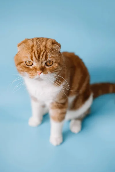 红头发的苏格兰折叠猫 黄色眼睛 蓝色背景 — 图库照片