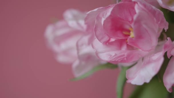 Nahaufnahme Von Schönen Rosa Doppelten Späten Pfingstrosen Tulpenstrauß Auf Rosa — Stockvideo