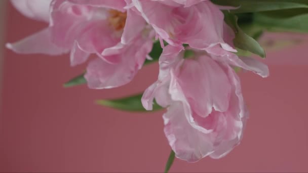 Nahaufnahme Von Schönen Rosa Doppel Späten Pfingstrose Tulpen Bouquet Rotierenden — Stockvideo