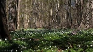 Ormanda açan güzel Beyaz Anemone çiçekleri. Rüzgarda sallanan çiçek başları