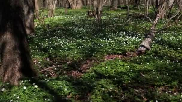 Beautiful White Anemone Flowers Blooming Forest Flower Heads Swaying Wind — Stock Video