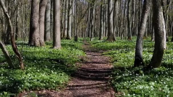 Path Going Spring Forest Covered Beautiful White Anemone Flowers — Stock Video