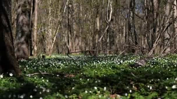 森に咲く美しい白いイソギンチャクの花 風に揺れる花の頭 — ストック動画