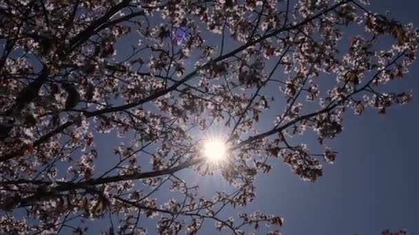 Fondo Floral Árbol Floreciente Primavera Iluminación Solar Través Ramas Ciruelo — Vídeo de stock