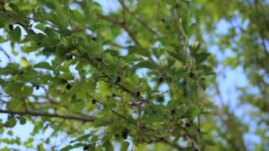 Kara dutlu Morus nigra ağaçta olgunlaşıyor. Bahar ve yaz meyveleri, Türkiye