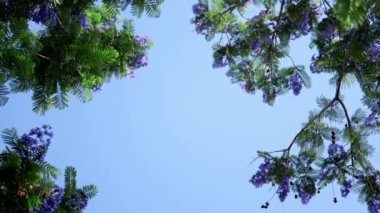 Low angle view of blooming purple Jacaranda trees on blue sky background, blowing in the wind on a sunny day