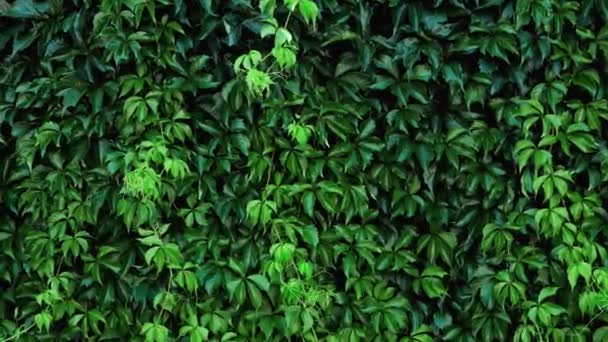 Bakire Üzümlerinden Oluşan Yeşil Bir Duvar Doğal Arkaplan — Stok video