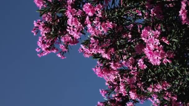 Pink Oleander Flowers Blue Summer Sky Background Swaying Wind Vertical — Vídeo de Stock