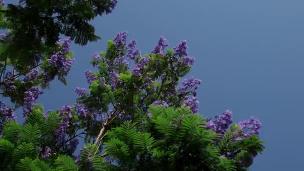 Low Angle View Blooming Purple Jacaranda Trees Blue Sky Background — Stockvideo