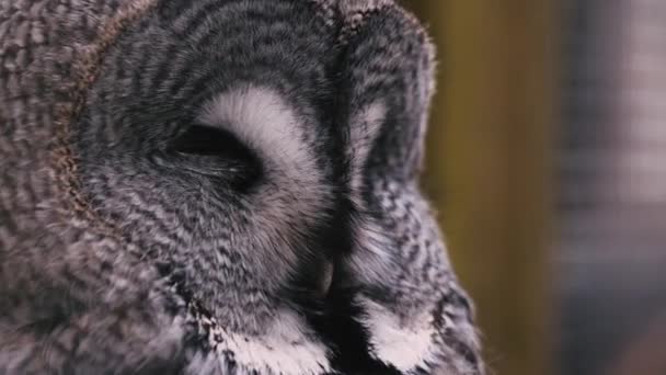 Closeup Great Grey Owl Turns Head Looks Camera — Stock Video