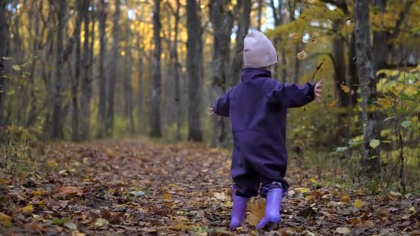 Urocza Dwuletnia Dziewczynka Wiruje Pod Opadającymi Liśćmi Jesiennym Lesie Spacerując — Wideo stockowe