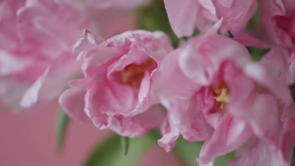 粉色背景的美丽粉红双晚牡丹郁金香花的遮掩 — 图库视频影像