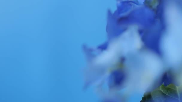 Beautiful Blue Hydrangea Hortensia Flower Closeup View Rotating Flower Blue — стоковое видео
