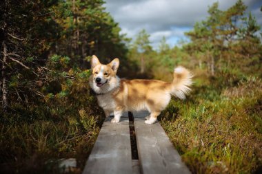 Kameraya bakan sevimli Welsh Corgi Pembroke 'un portresi. Köpek sonbaharda ahşap patikada bataklıkta yürüyor.