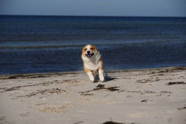 Sahilde koşan sevimli Galli Corgi Pembroke köpek yavrusunun portresi. Deniz kenarında dışarıda oynayan bir köpek.