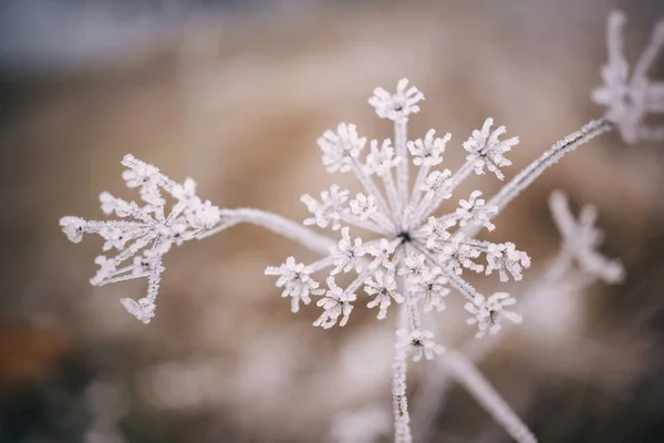 겨울에 식물의 — 스톡 사진