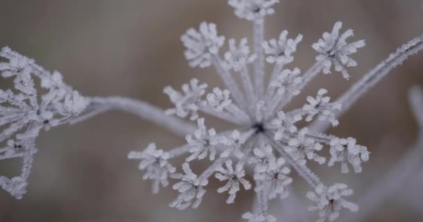Krásná Blízkost Zamrzlé Rostliny Zimě Studená Zima — Stock video