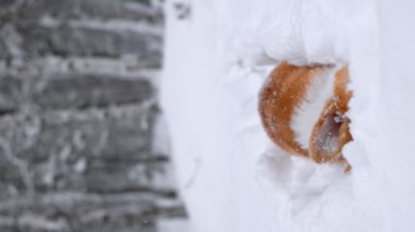Portrait of adorable welsh corgi pembroke puppy playing in snowy winter forest. Vertical video