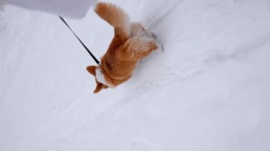 Gal Corgi Pembroke köpeğiyle karlı kış ormanlarında tasma takmış, tanınmayan bir kadının yakın çekimi. Dikey video